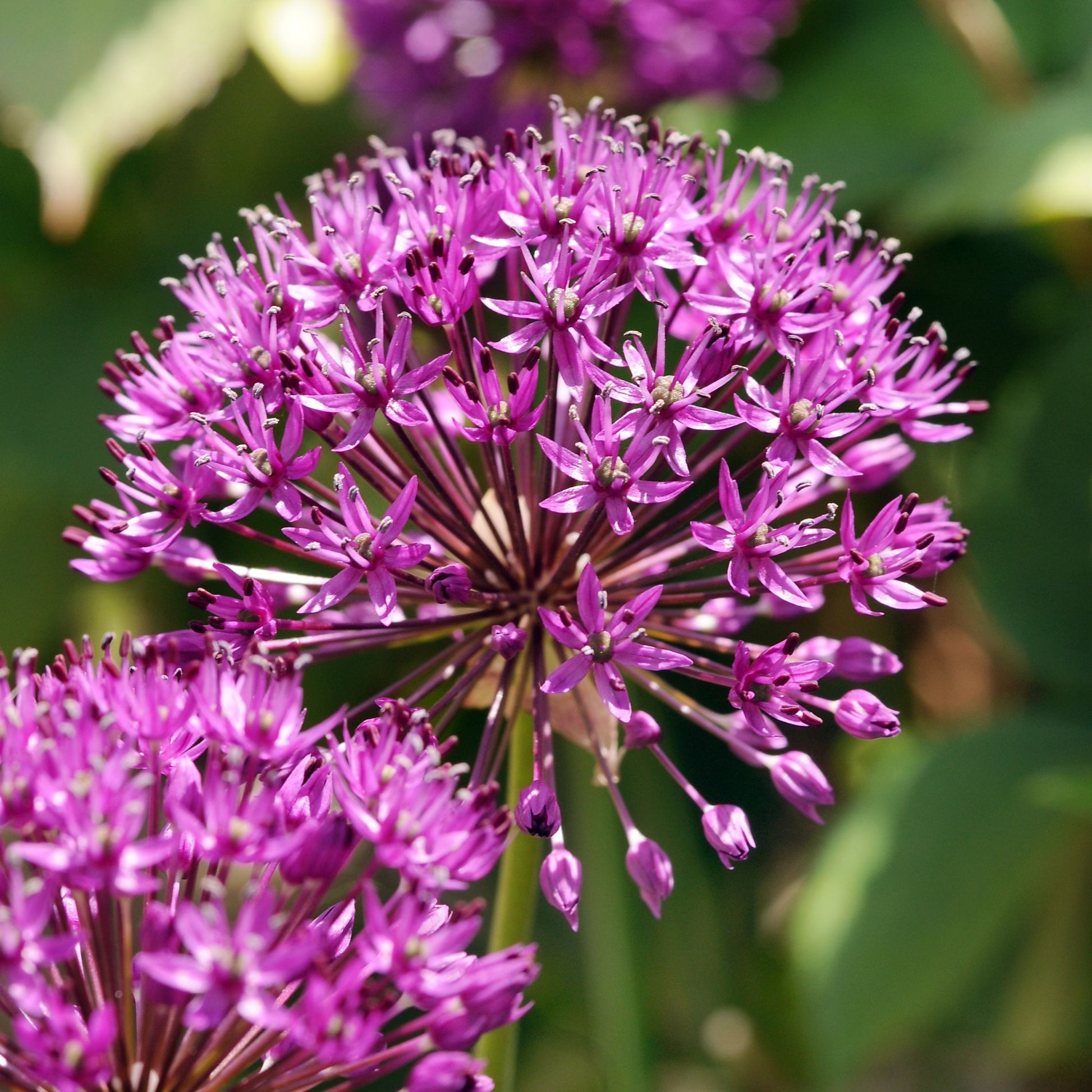 Allium Sensación Púrpura - 30 Pzs - Allium 'purple Sensation' - Bulbos De Flores
