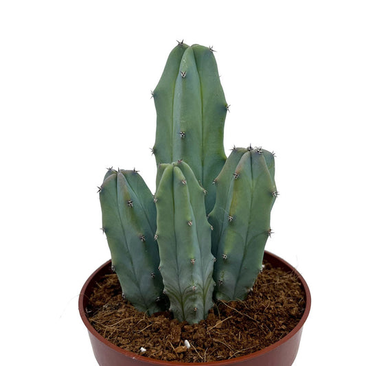 Myrtillocactus-geometrizans Cactus Y Suculentas M8,5 cm Ø_0