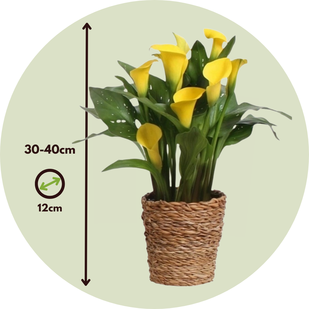 Cala 'ruby' - Amarilla - Altura 30-40cm - ⌀12cm_2