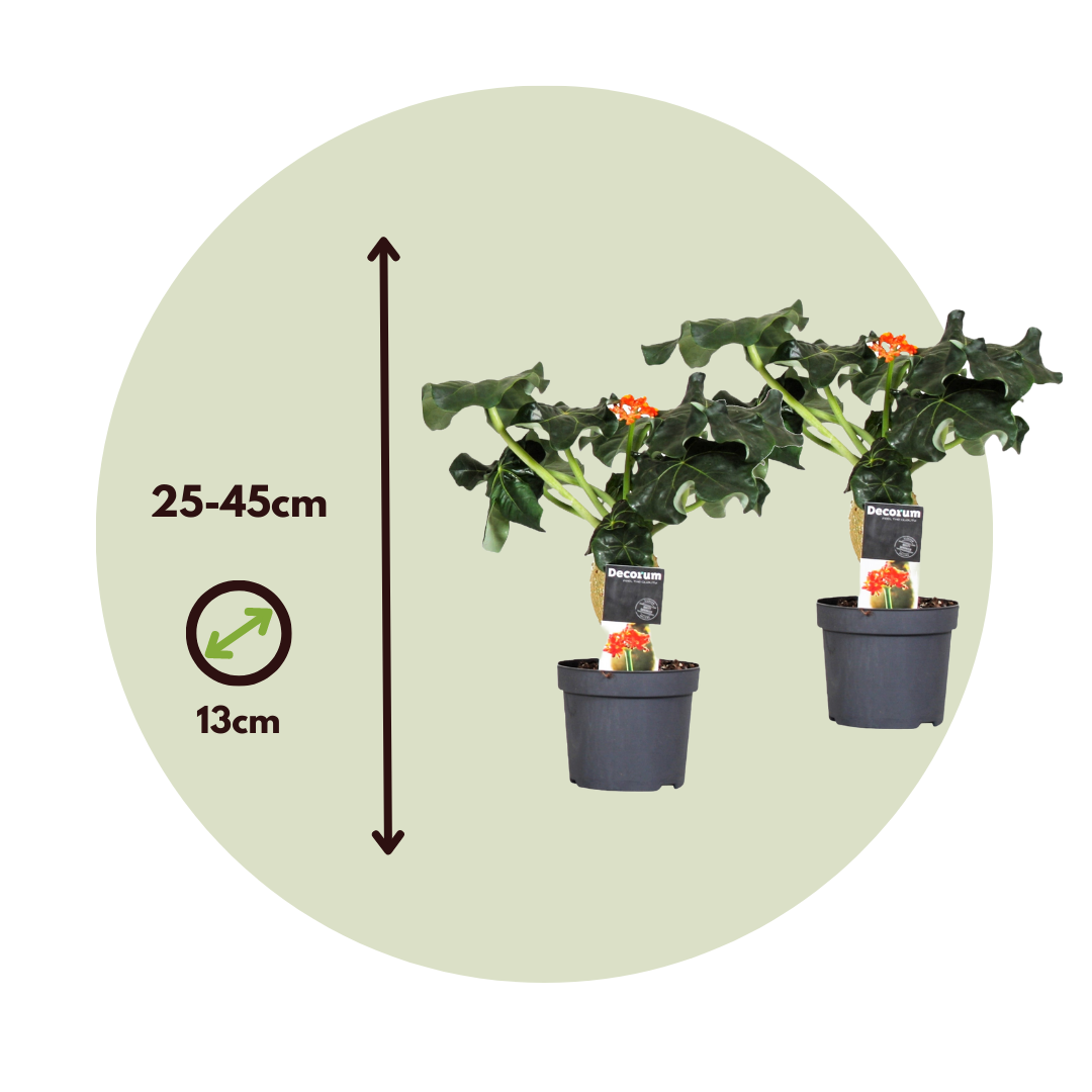 Jatrofa - 2 Pzs - Jatropha Podagrica - Altura 25-45cm - ⌀13cm