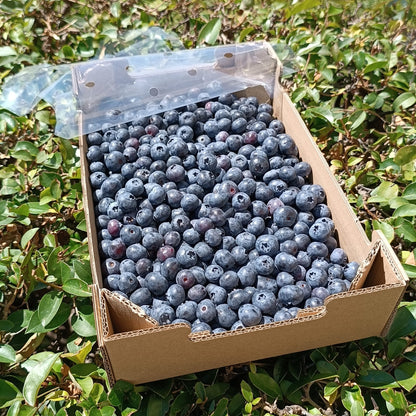 Arándanos Ecológicos | Caja De 1 Kg_0