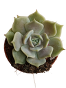 Echeveria Lola 5 Cm Planta Suculenta Plantas Sol