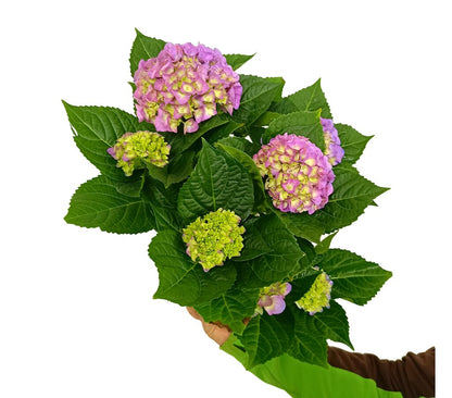 Hortensia Mix M14 30-40cm_1