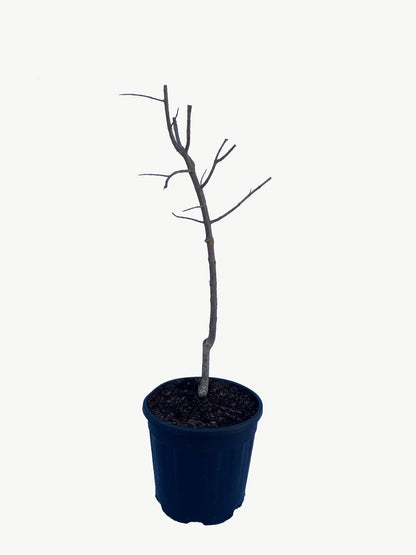 Frutal Granado Mollar - Planta Natural - Maceta 20cm. - Altura Aprox. 90/125_2