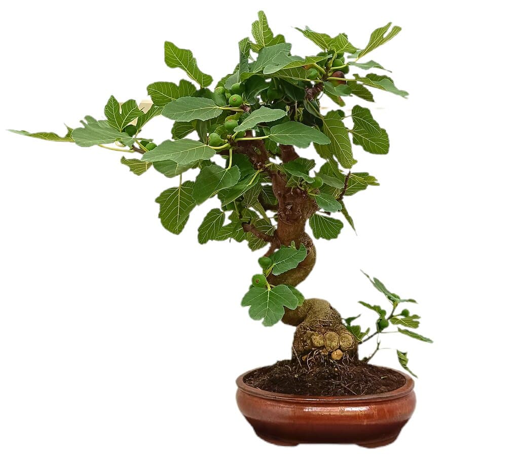 Bonsái Ficus Carica 24 Años (higuera)_1