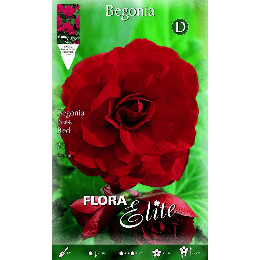 Bulbo Begonia doble rojo escarlata 3 uds