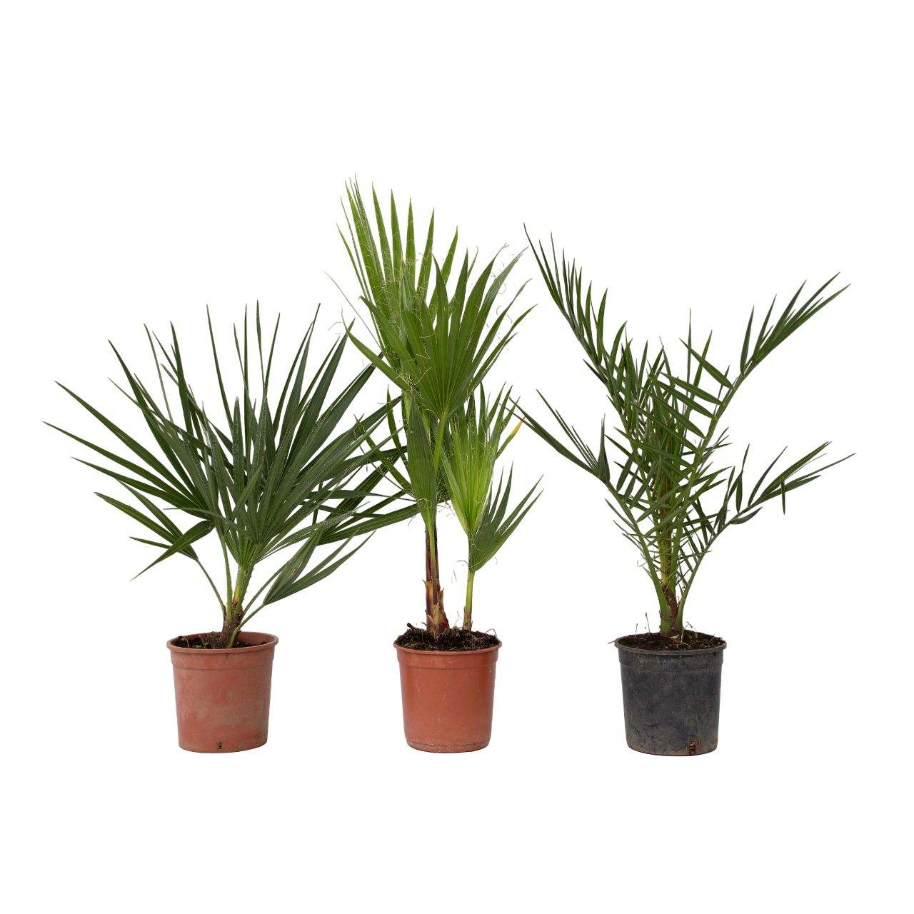 Mezcla De Palmeras Al Aire Libre - 3 Pzs - Altura 50-70cm - ⌀15cm_0