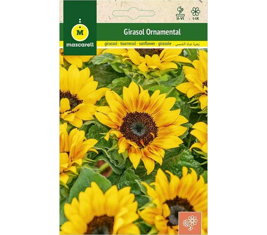 Semillas De Girasol Ornamental (helianthus Annuus)_0