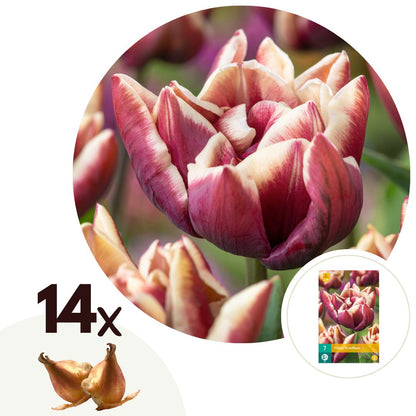 Bulbos De Tulipán - 14 Pzs - Tulipa 'wyndham' - Bulbos De Flores - Púrpura_0
