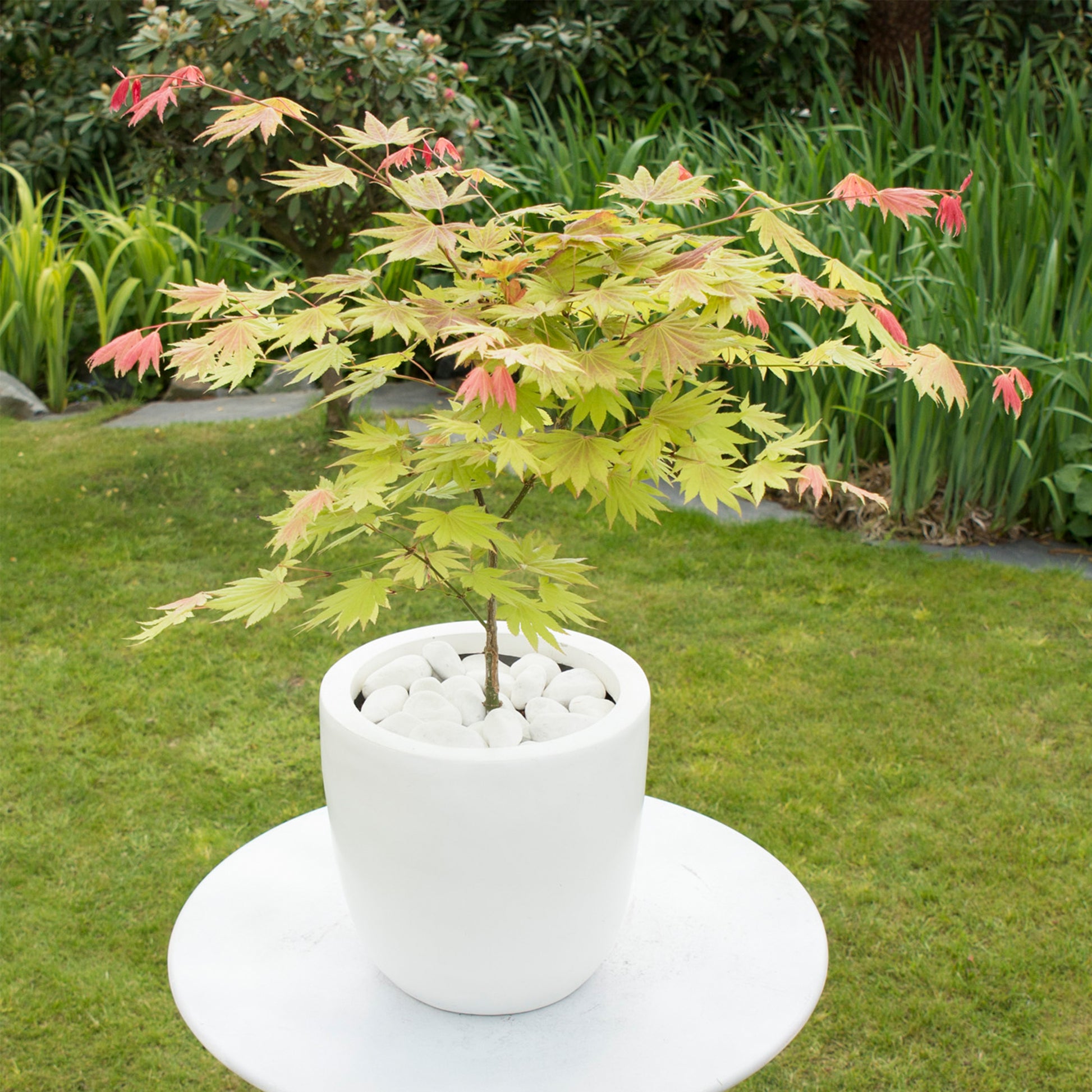 Arce Japonés - Acer Palmatum 'moonrise' - Altura 40-50cm - ⌀19cm