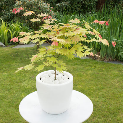 Arce Japonés - 2 Pzs - Acer Palmatum 'moonrise' - Altura 40-50cm - ⌀19cm