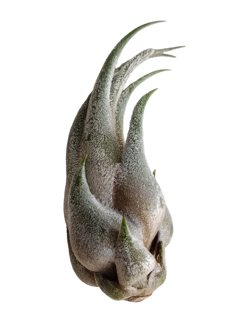 Tillandsia Seleriana Mini Planta Natural Clavel Del Aire 5-7 Cms_0