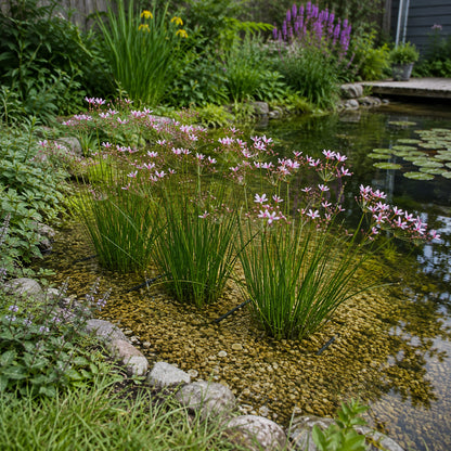 Junco Floreciente Butomus Umbellatus Estanque - Set 4 Plantas Con Cesta Sustrato_1