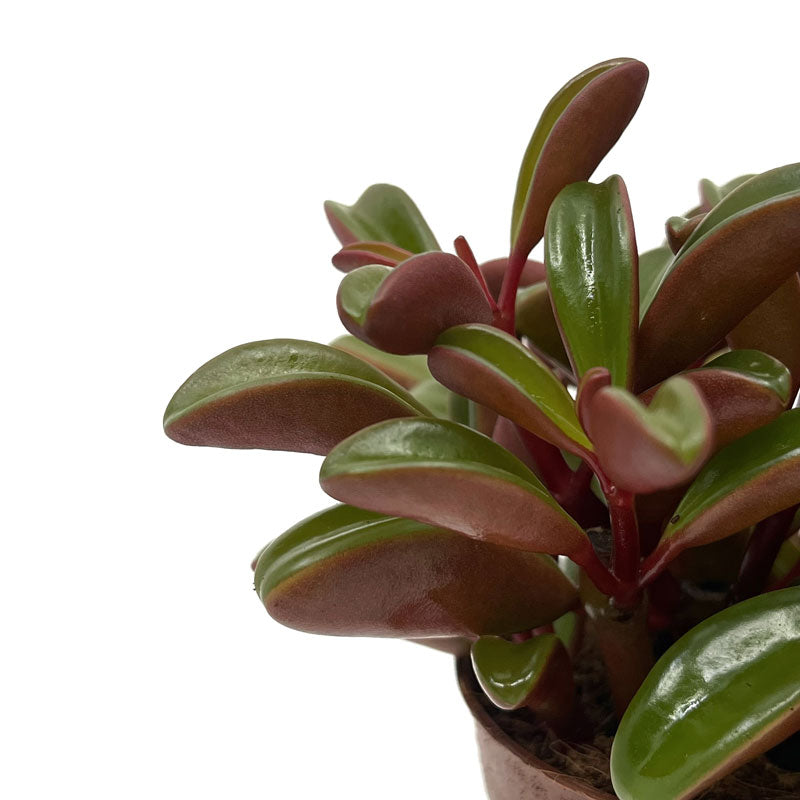 Peperomia Graveolens Cactus Y Suculentas M10 cm Ø_2