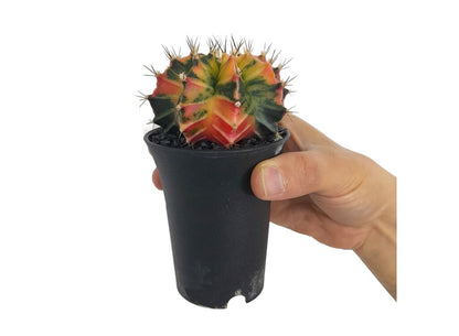 Gymnocalycium Variegata M6