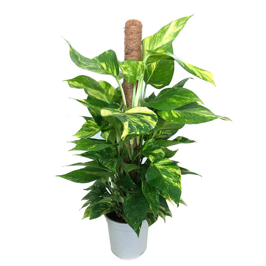 Potho 100cm Tutor_0
