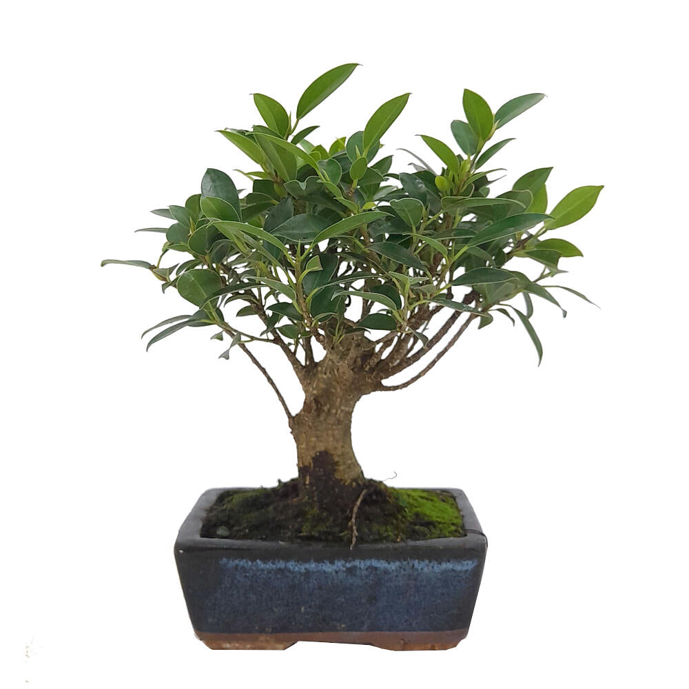 Pack Iniciación Bonsai Ficus Retusa 5 Años Incluye Tijeras Y Abono