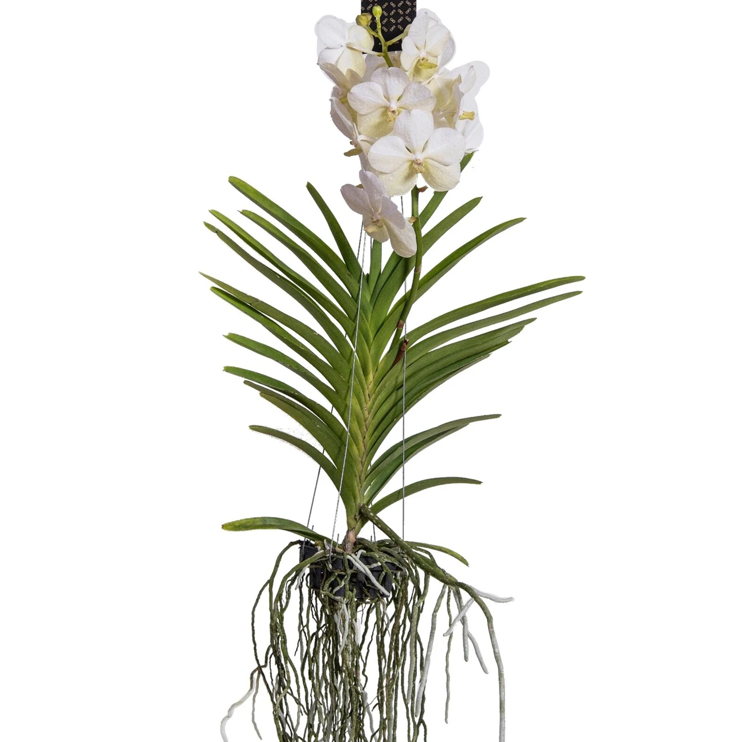 Orquídea Vanda - Vanda 'white' - Altura 55-65cm