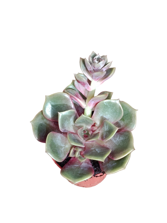 Echeveria Mont Ø5 Planta Suculenta De Sol_0