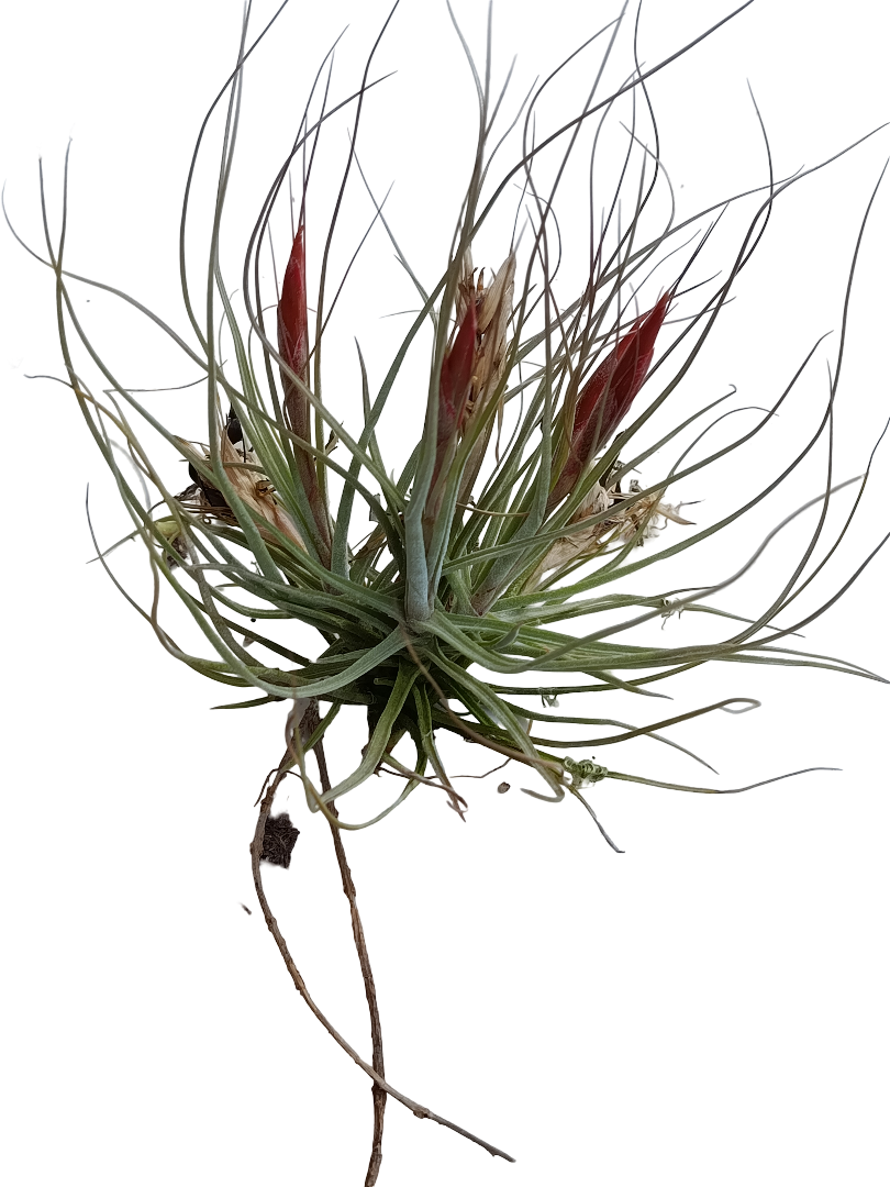 Tillandsia Schiedeana Var Minor Clumb_0