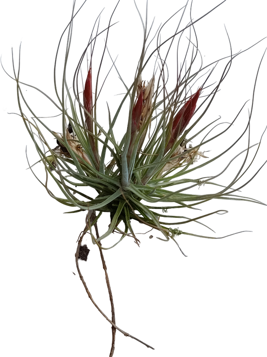 Tillandsia Schiedeana Var Minor Clumb_0