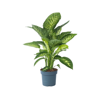 Trópico - Dieffenbachia 'tropic' - Altura 70-80cm - ⌀24cm_0