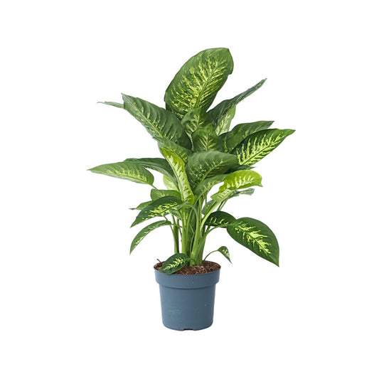 Trópico - Dieffenbachia 'tropic' - Altura 70-80cm - ⌀24cm