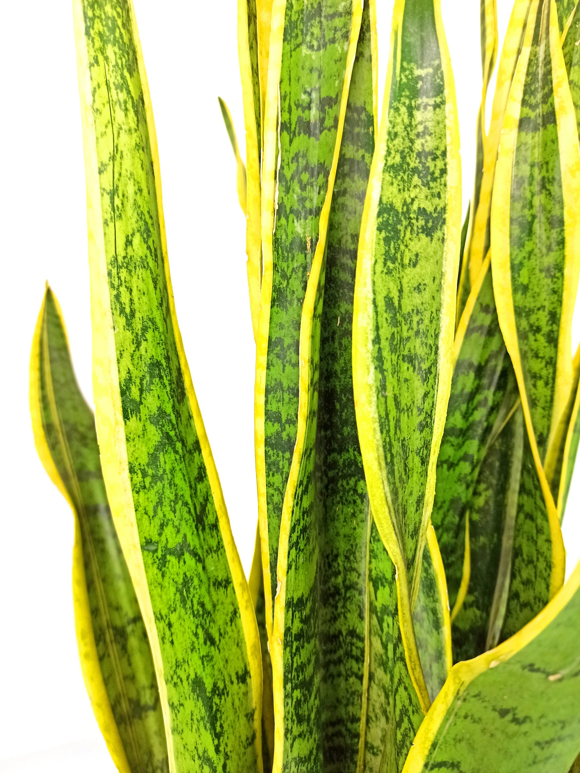 Sansevieria Laurenti M14 45cm (lengua De Suegra)