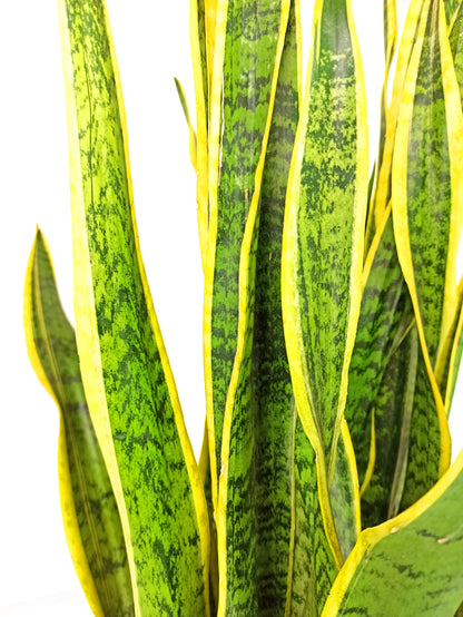 Sansevieria Laurenti M14 45cm (lengua De Suegra)