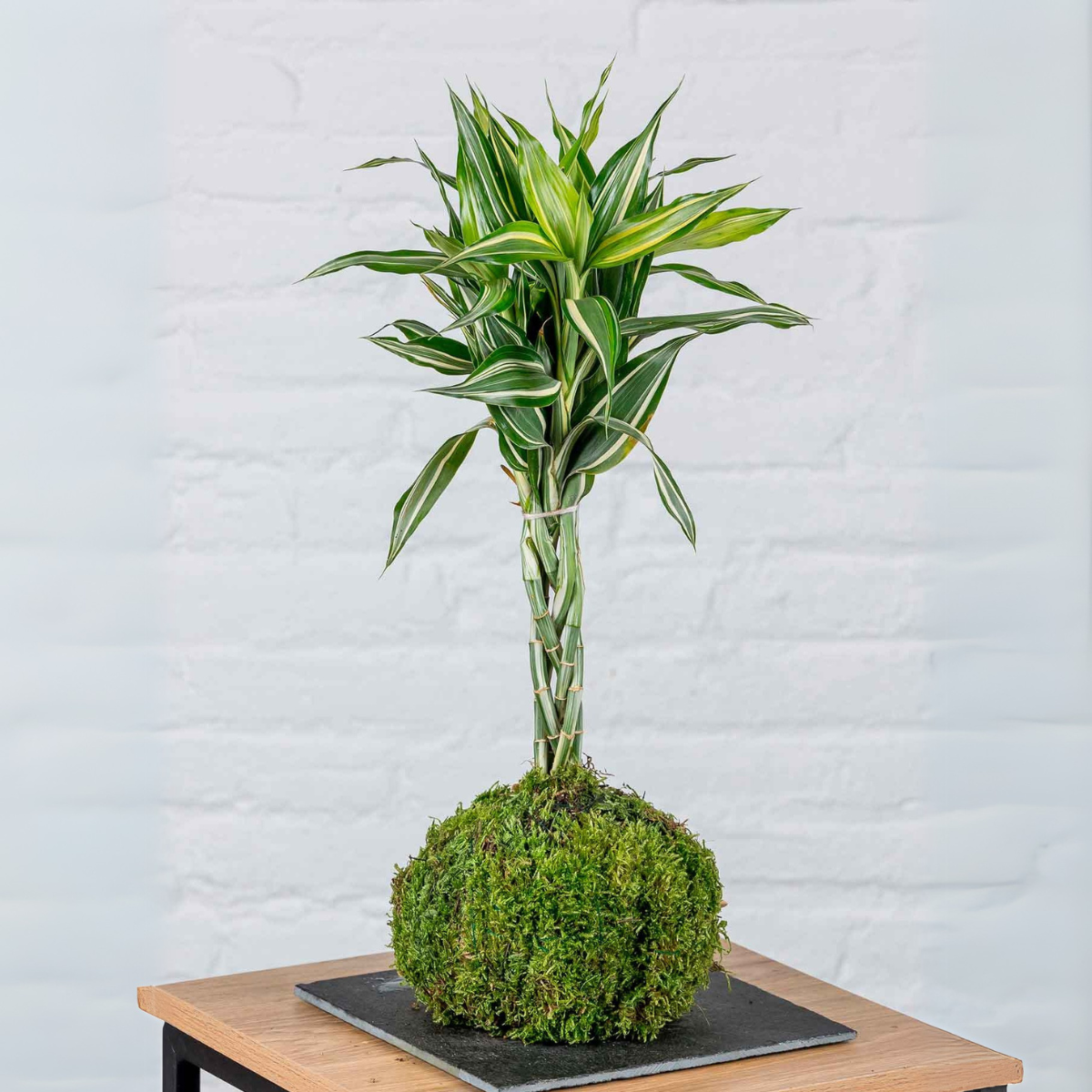 Kokedama Dracaena Sanderiana._0