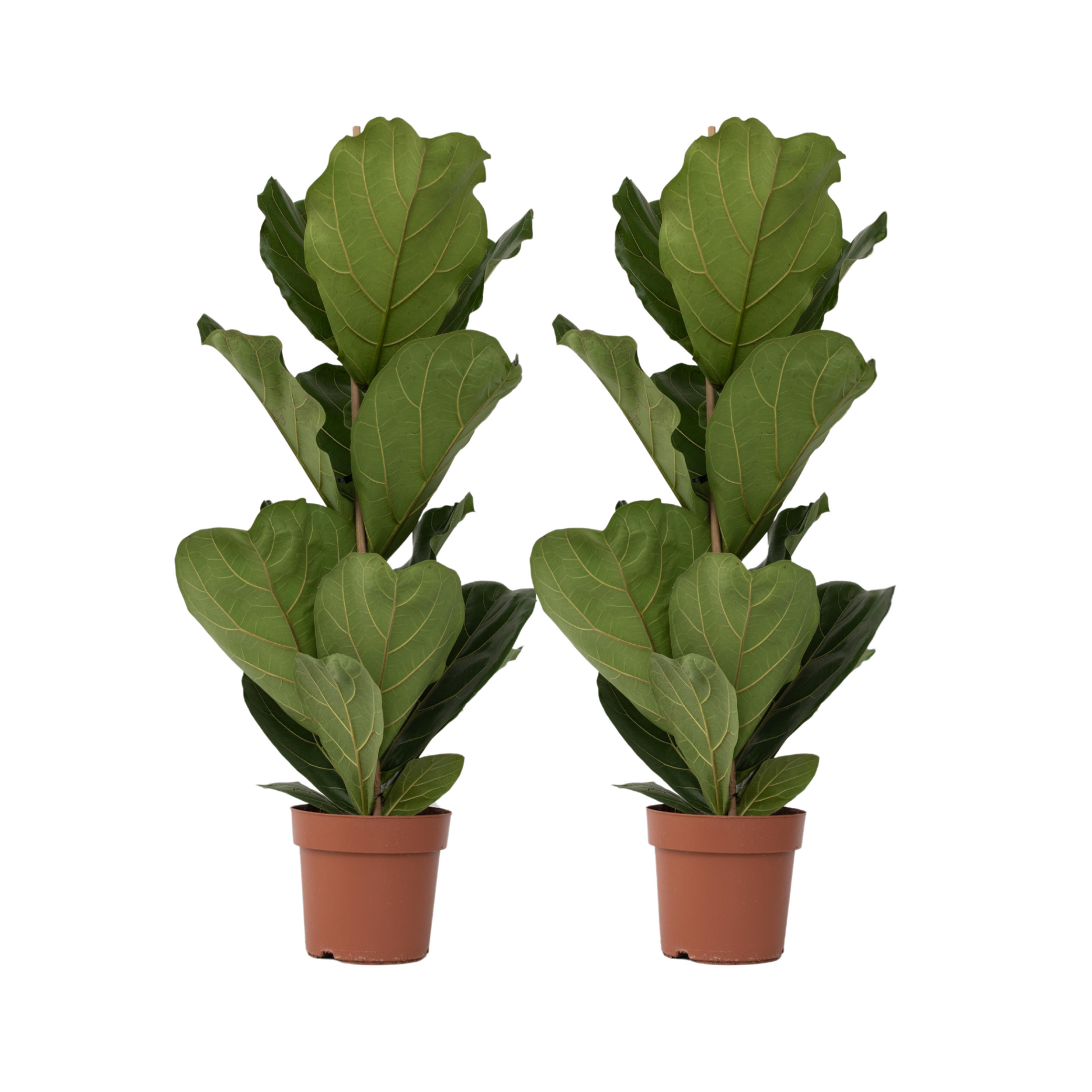 Higuera Hoja De Violín - 2 Pzs - Ficus Lyrata - Altura 70-90cm - ⌀21cm