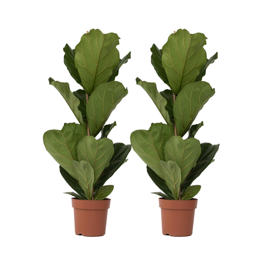 Higuera Hoja De Violín - 2 Pzs - Ficus Lyrata - Altura 70-90cm - ⌀21cm