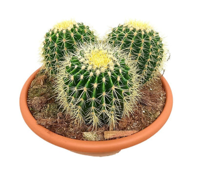 Echinocactus Grusonii T35_0