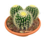 Echinocactus Grusonii T35