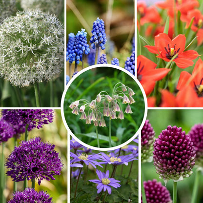 Bulbos De Allium - 120 Pzs - Bulbos De Flores