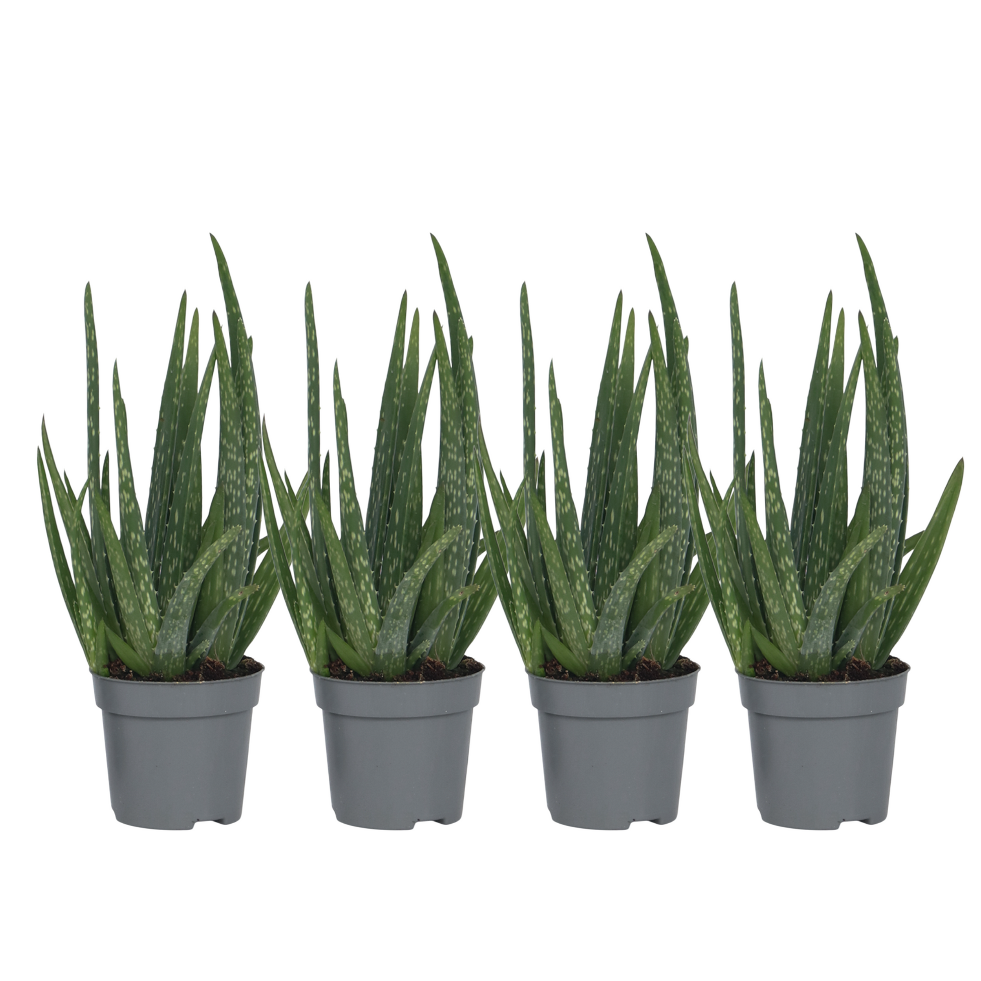 Aloe Vera - 4 Pzs - Aloe Barbadensis - Altura 25-40cm - ⌀105cm