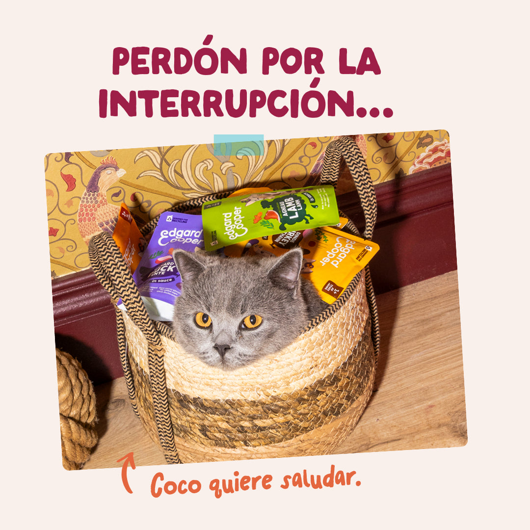 Sobres de comida húmeda Pollo en Salsa para Gatos Adultos | Edgard & Cooper 85 g