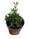 Mesem Pendula Planta Suculenta Colgange Flor Lila Ø8 Cm