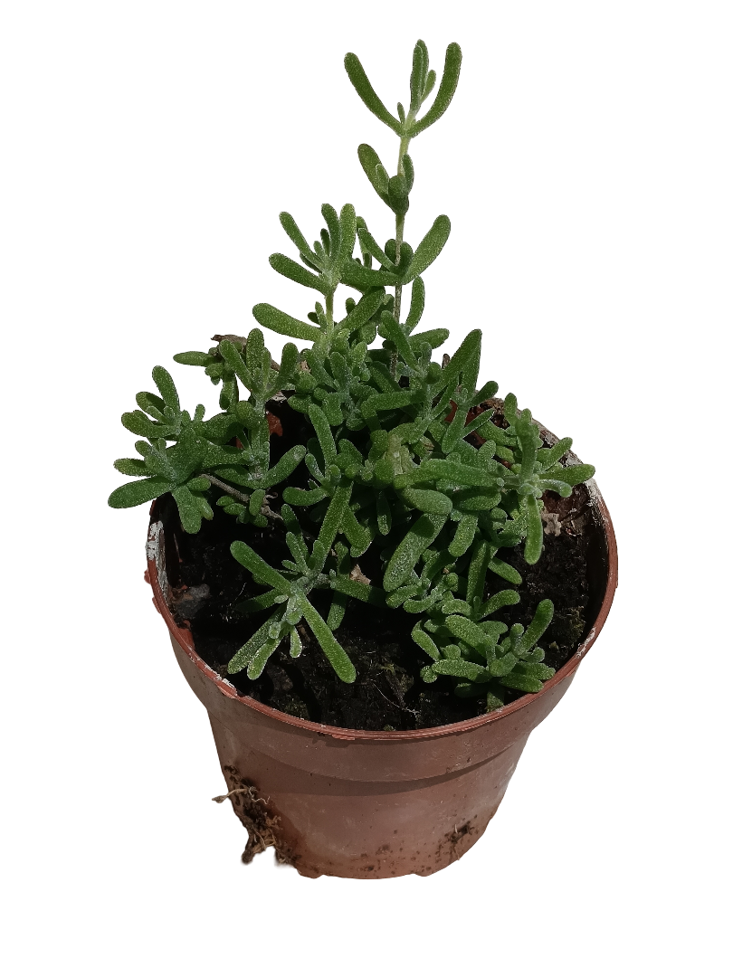 Mesem Pendula Planta suculenta colgange Flor Lila Ø8 cm