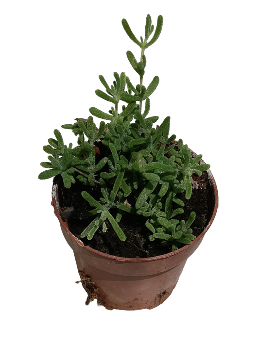 Mesem Pendula Planta Suculenta Colgange Flor Lila Ø8 Cm_0