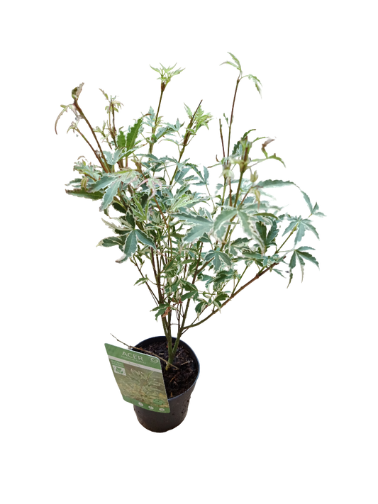 Acer Palmatum Batterfly Variegata 1 Planta Ø10_0