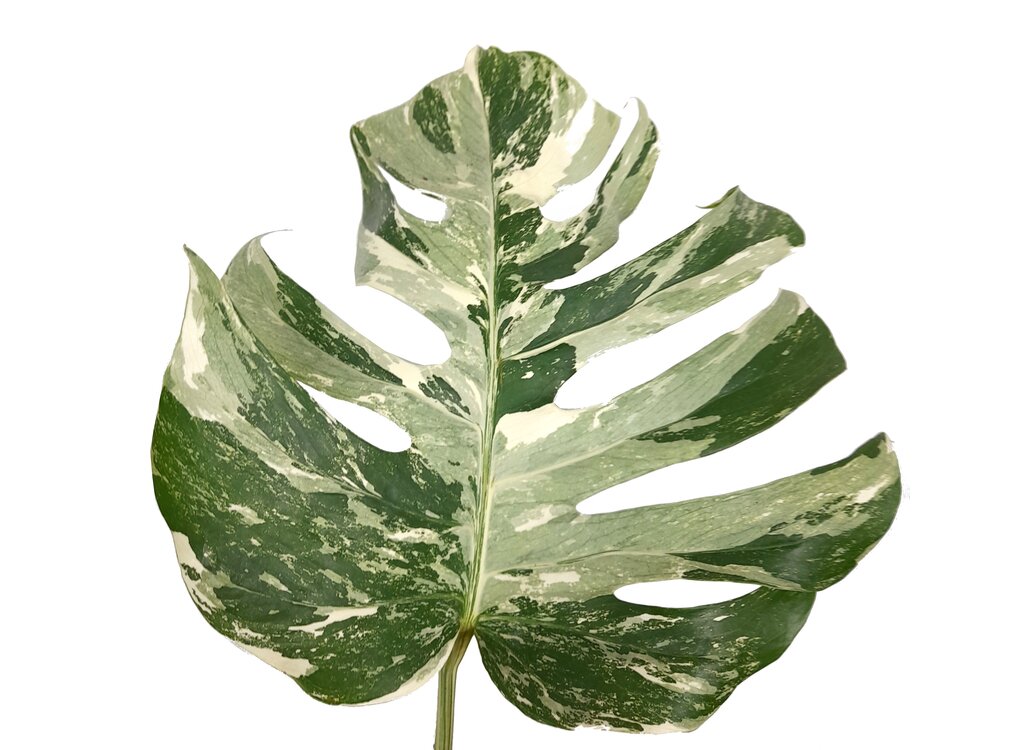 Monstera Albo Variegata M17 50cm_4
