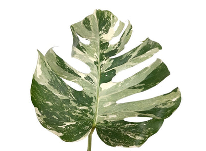 Monstera Albo Variegata M17 50cm_4