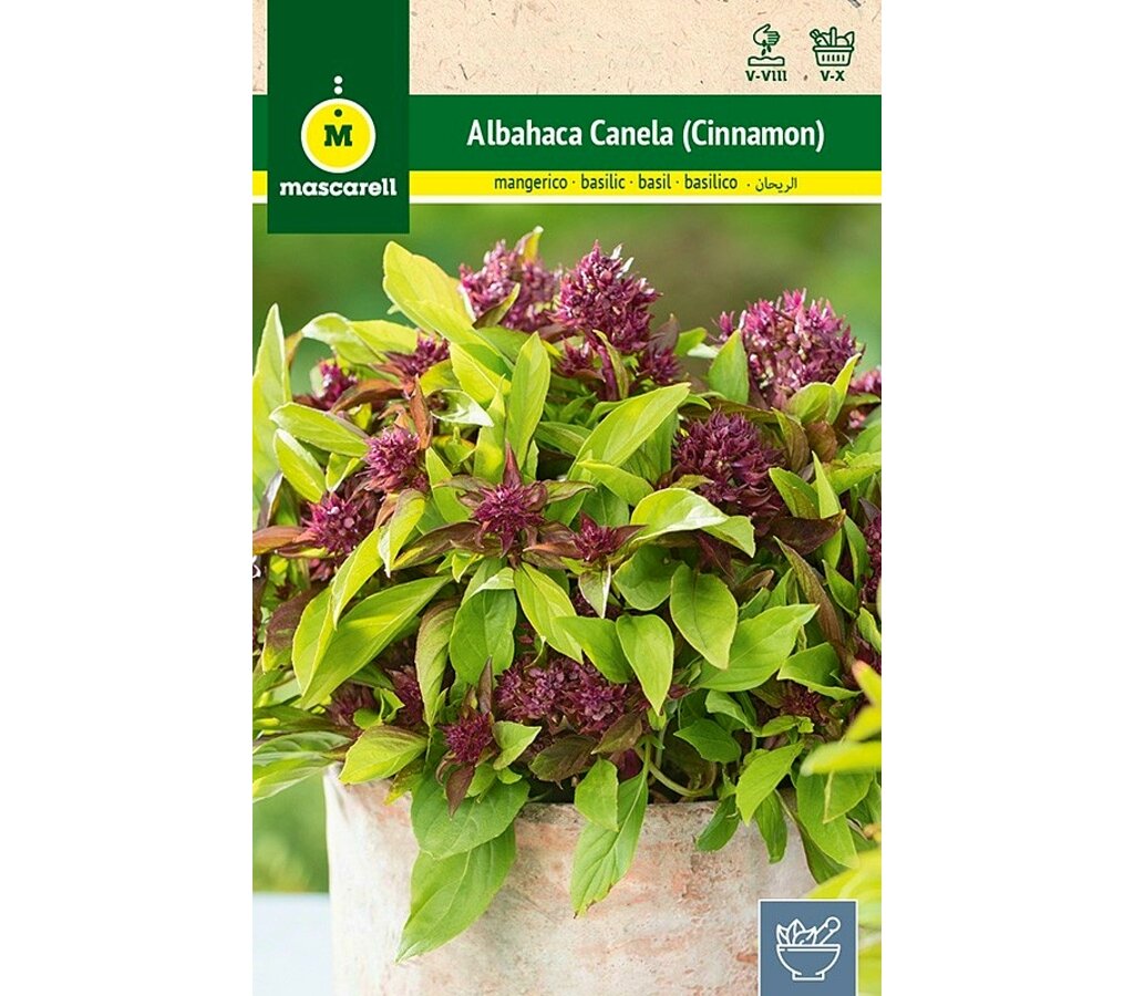 Semillas Albahaca Canela (cinnamon)