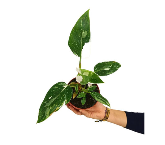 Philodendron White Princess M12_0