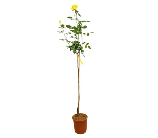 Rosal De Copa Landora M24 160-180cm_0