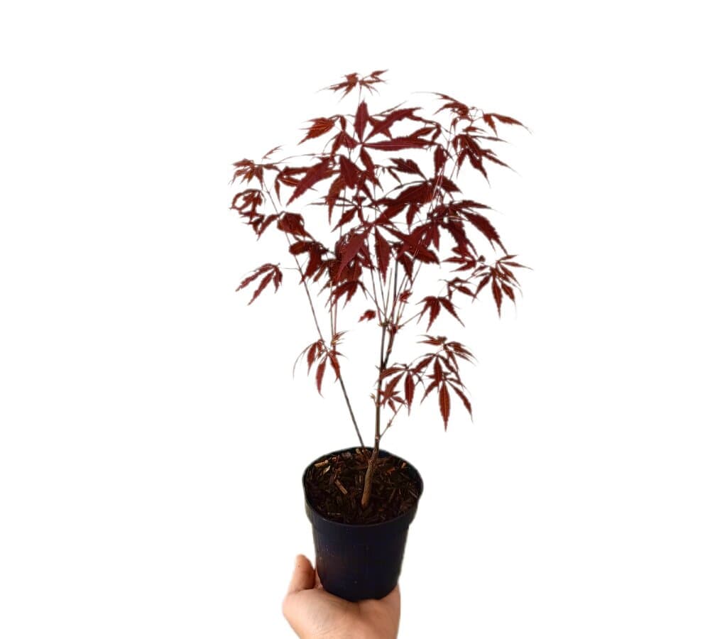 Acer Palmatum Atroppurpureum M9_0