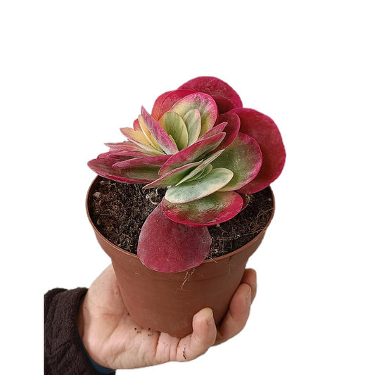 Kalanchoe Thyrsiflora Variegata M13_0