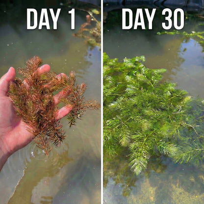 Ceratofilo Ceratophyllum Demersum Estanque - 2l Planta Oxigenante Flotante Algas_2