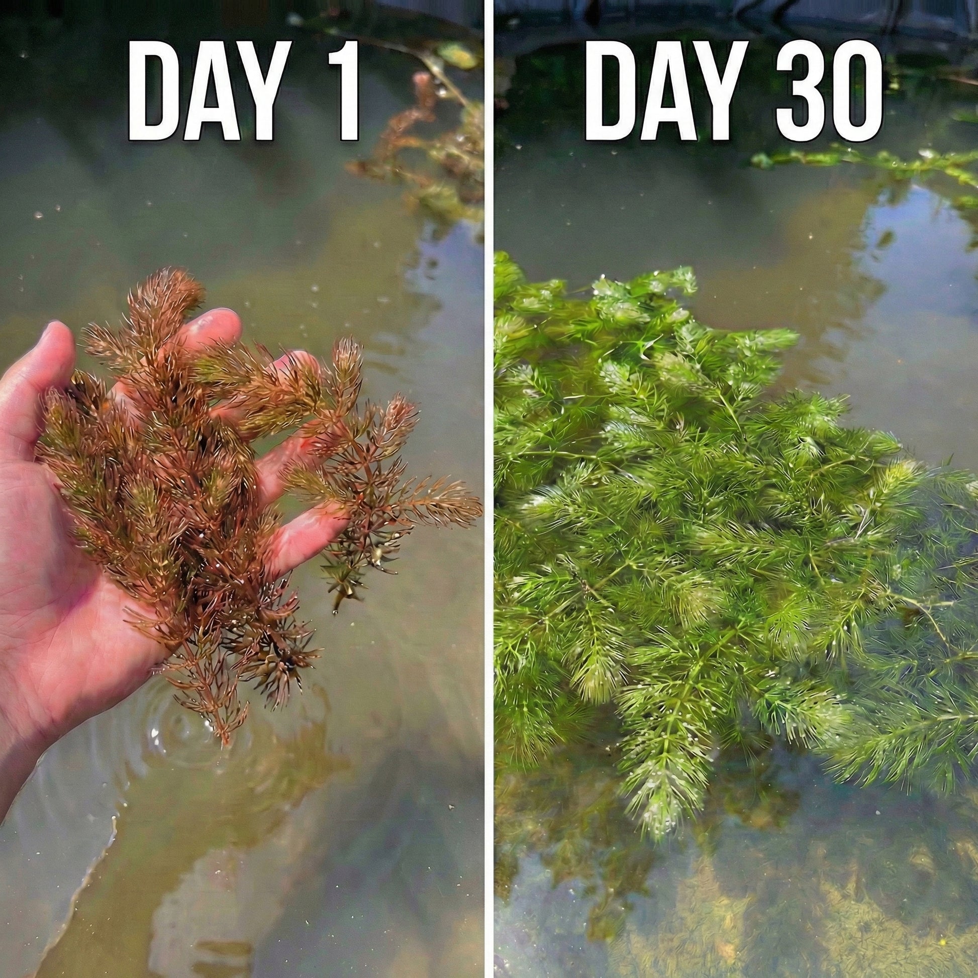 Ceratofilo Ceratophyllum Demersum Estanque - 5l Planta Oxigenante Flotante Algas_2